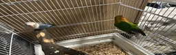 Lovebirds birds for sale: two bonded love birds  - Advert 6
