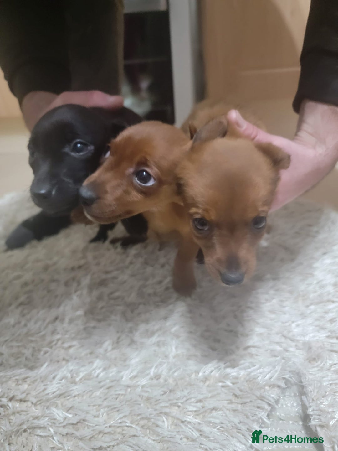 Jack Russell dogs for sale: Jack Russel  - Advert 7