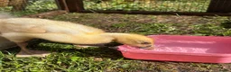 Ducks poultry for sale: Indian runner ducklings  - Advert 2