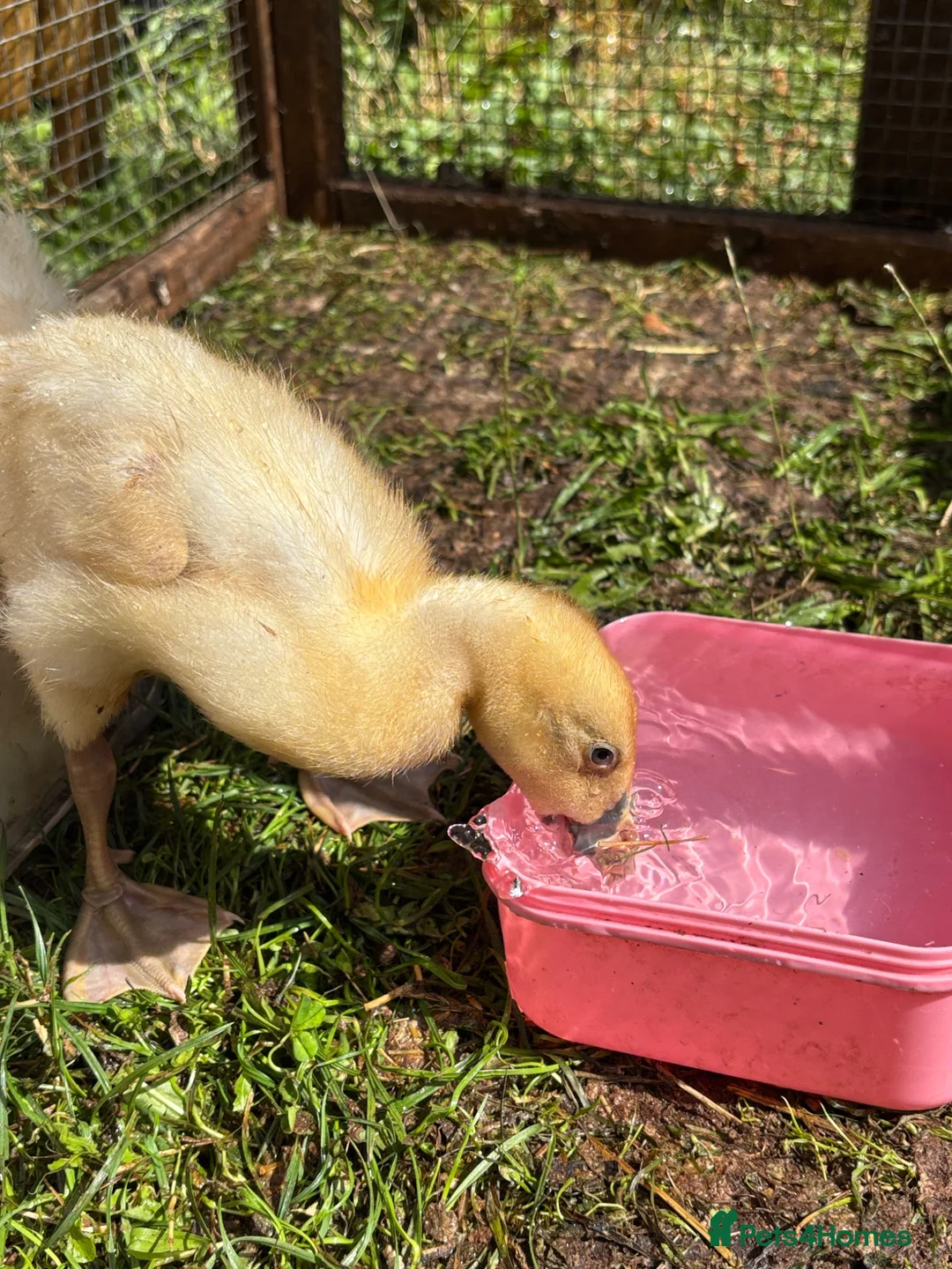 Ducks poultry for sale: Indian runner ducklings  - Advert 2