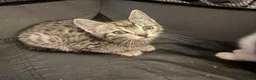Bengal cats for sale: Beautiful Bengal cross kittens  - Advert 3