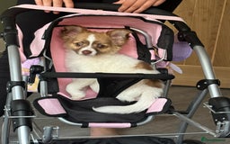 Chihuahua dogs for sale: Male Chihuahua 1 year old  - Image 2
