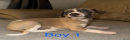 Whippet dogs for sale: Beautiful KC Whippet puppies  - Advert 4