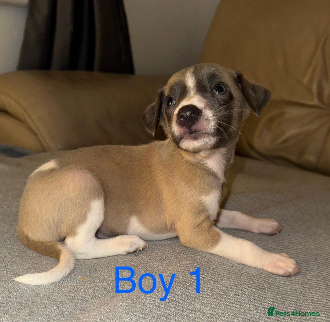 Whippet dogs for sale: Beautiful KC Whippet puppies  - Advert 4