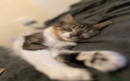 Mixed Breed cats for sale: Almost 3 year old girl cat  - Image 3