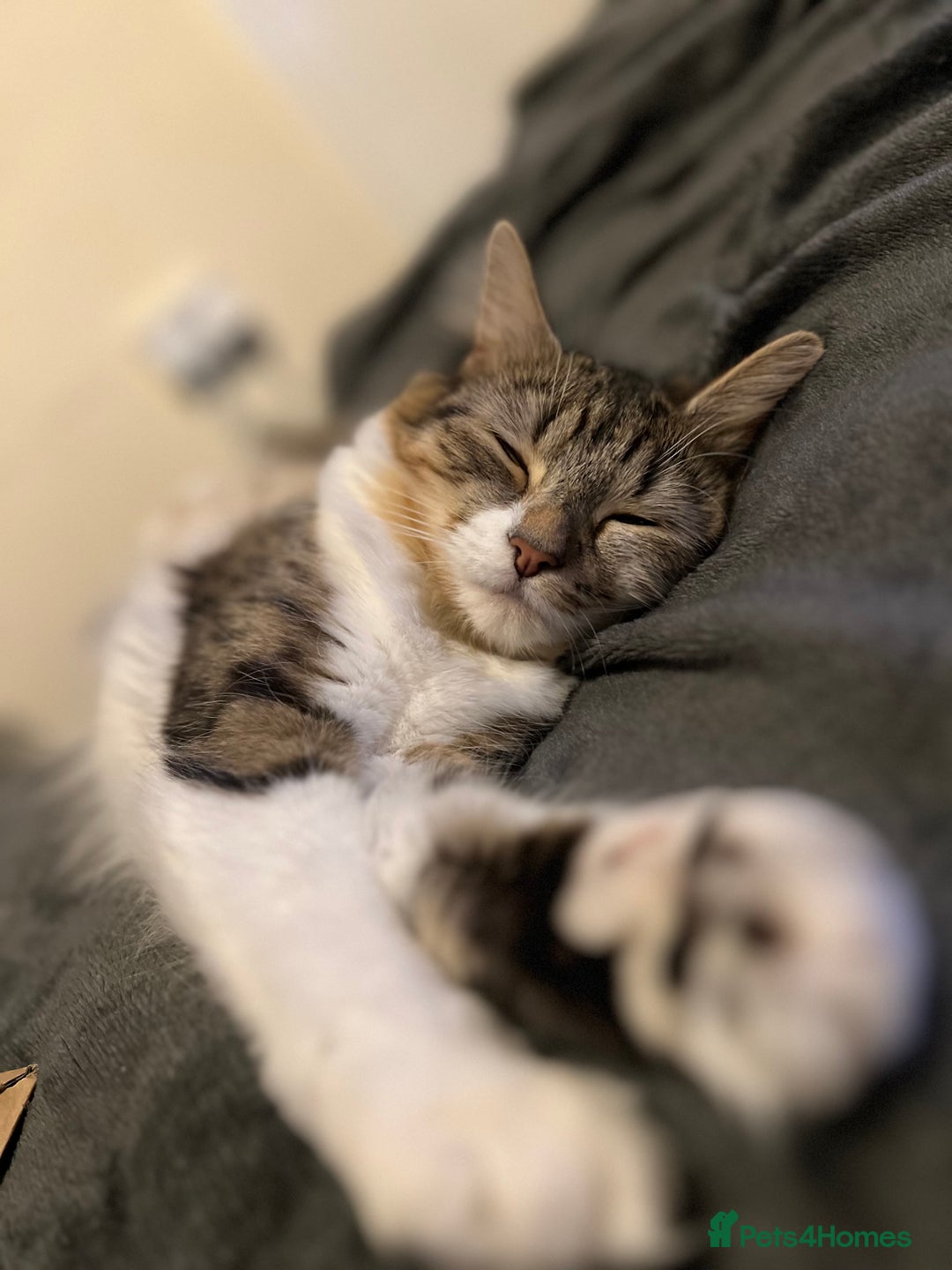 Mixed Breed cats for sale: Almost 3 year old girl cat  - Image 3