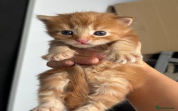 British Longhair cats for sale: British long hair cats  - Image 3