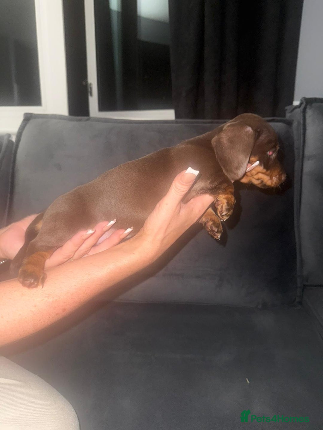 Miniature Dachshund dogs for sale: 3 girl miniature dachshunds  - Image 5