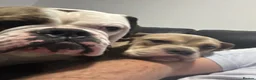 Olde English Bulldogge dogs for sale: Female Lilic olde English bulldog - Advert 3