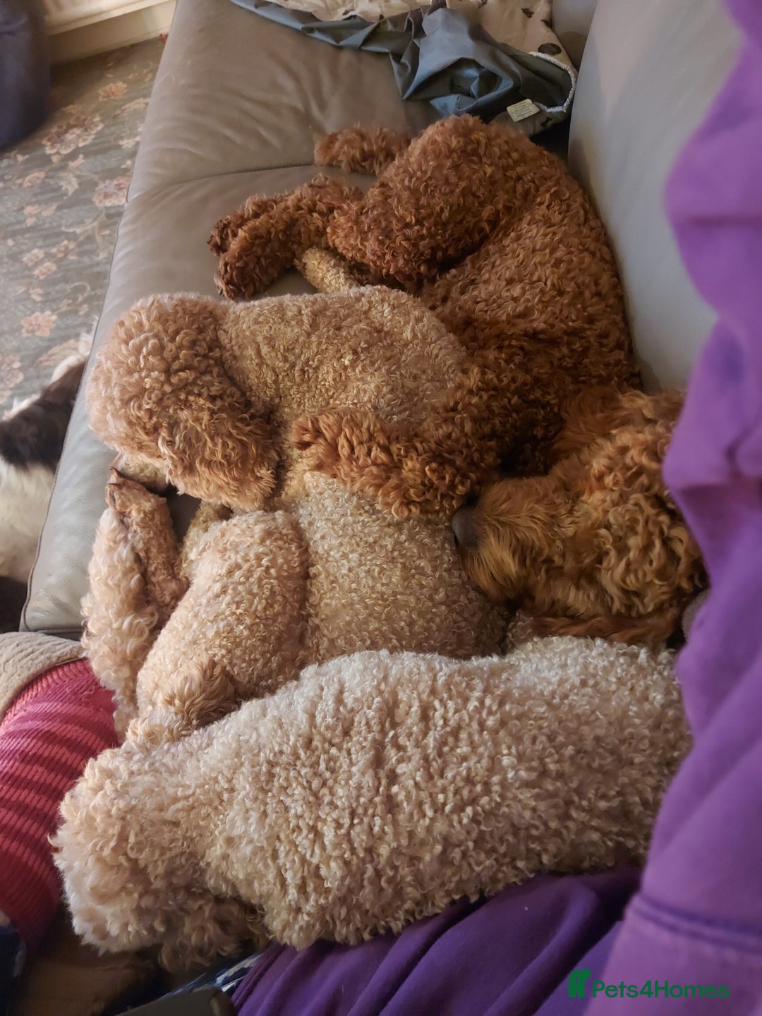 Miniature Poodle dogs for stud: OUR BARRY-KC REGISTERED MINIATURE POODLE FOR STUD in Preston - Advert 19