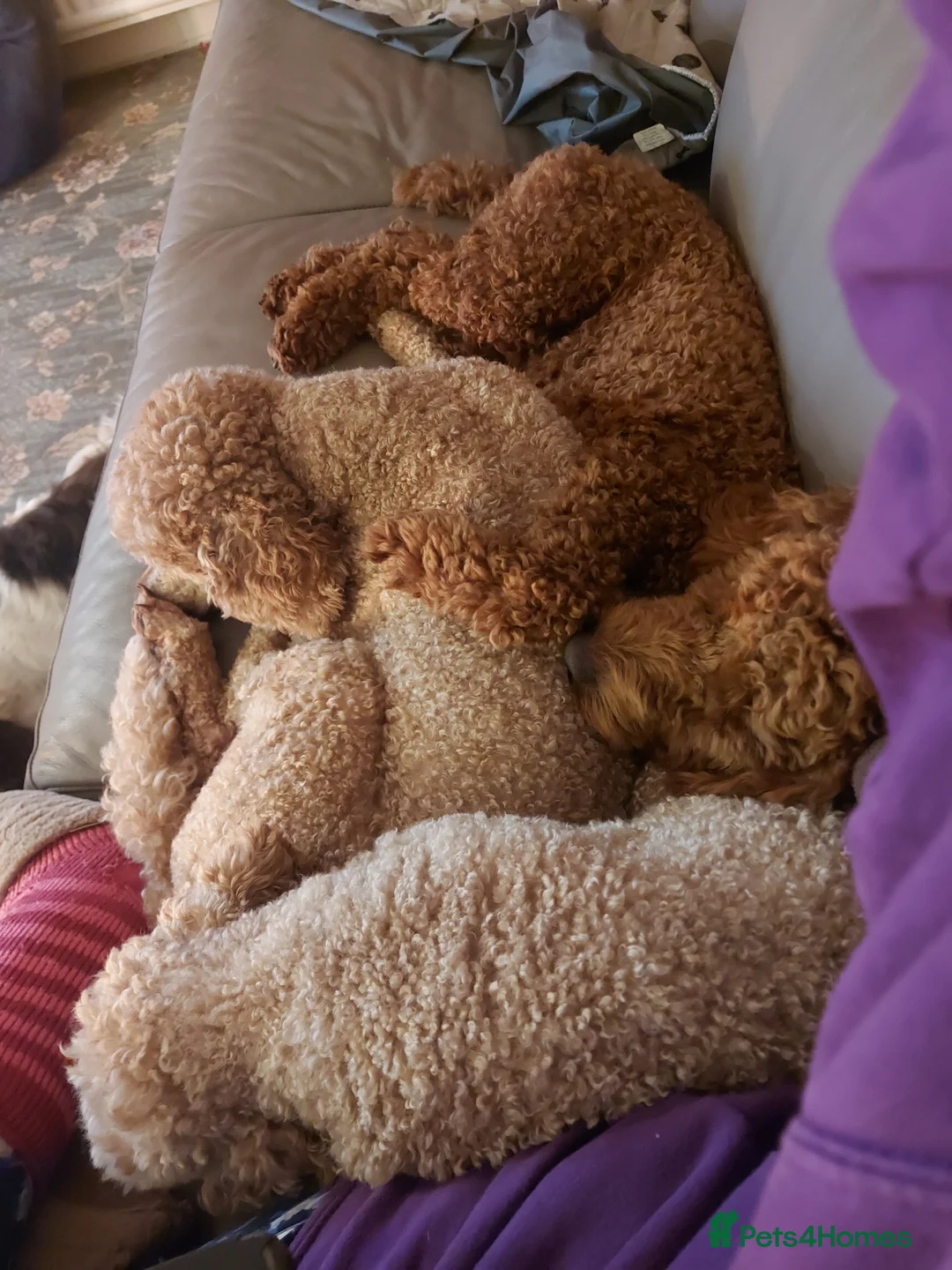 Miniature Poodle dogs for stud: OUR BARRY-KC REGISTERED MINIATURE POODLE FOR STUD in Preston - Advert 19