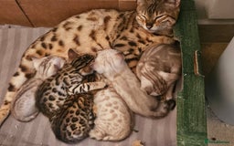 Bengal cats for sale: Pure Bengal kittens for sale - Image 17