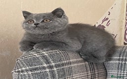 British Shorthair cats for sale: GCCF Reg. Blue and Lilac self boys.  - Image 4