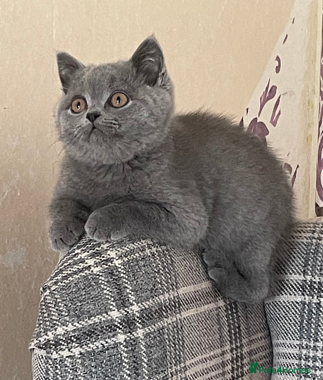 British Shorthair cats for sale: GCCF Reg. Blue and Lilac self boys.  - Image 4