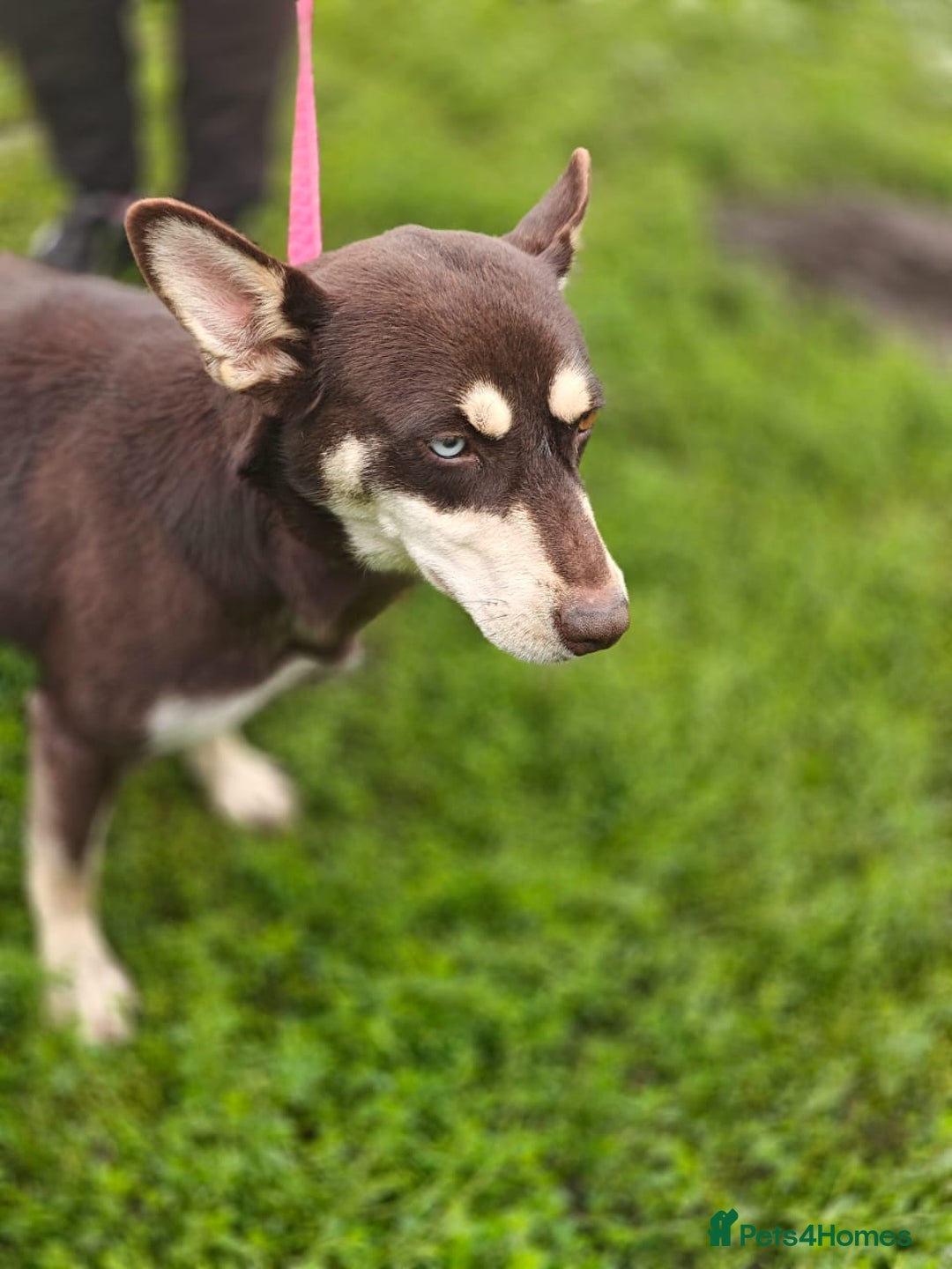 Mixed Breed dogs for adoption: ❤️Azara❤️: 3-year-old small-to-low-medium girl  - Advert 20
