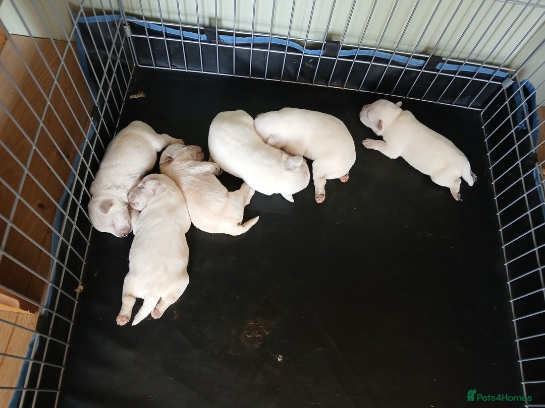 Miniature Schnauzer dogs for sale: Adorable white schnauzer puppies- ready soon! - Image 2
