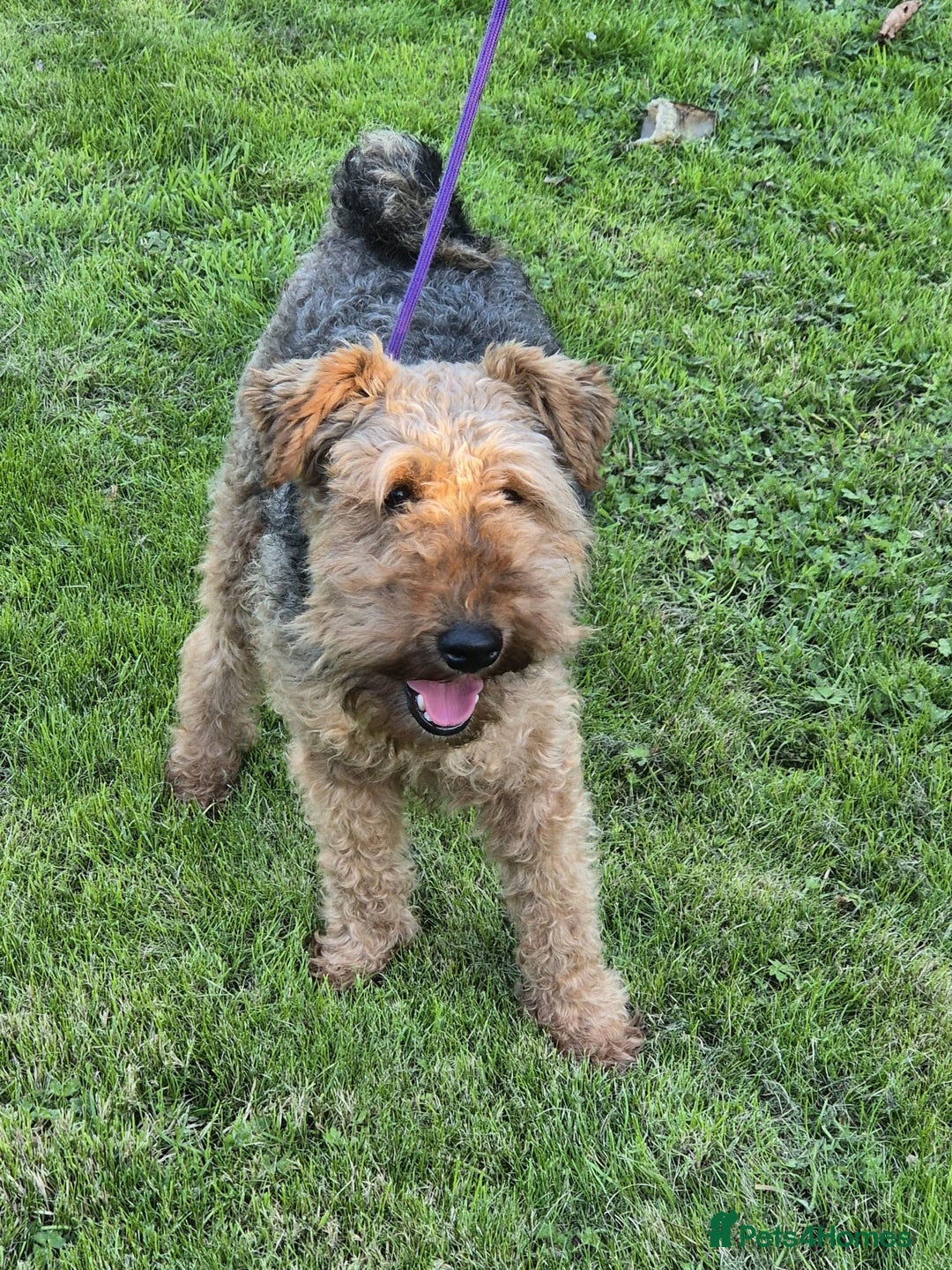 Welsh Terrier dogs for sale: Welsh Terrier  - Image 6