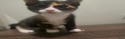 Mixed Breed cats for sale: 4 Gorgeous Kittens ( Price Varies)  - Advert 6