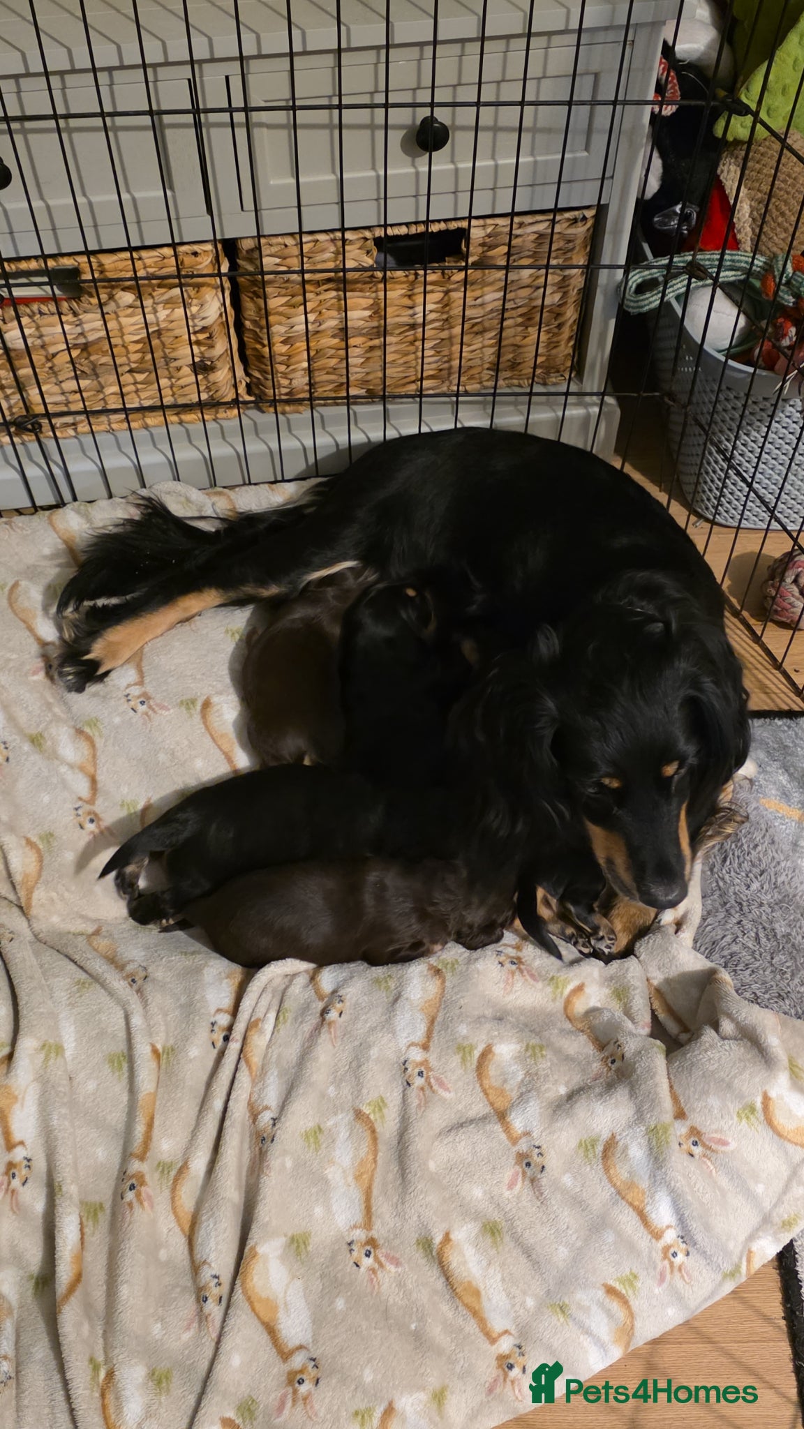 Cocker Spaniel dogs for sale: Black and chocolate tan point cockers  - Advert 2