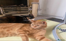 Mixed Breed cats for sale: Male and female neutered cat  - Image 8