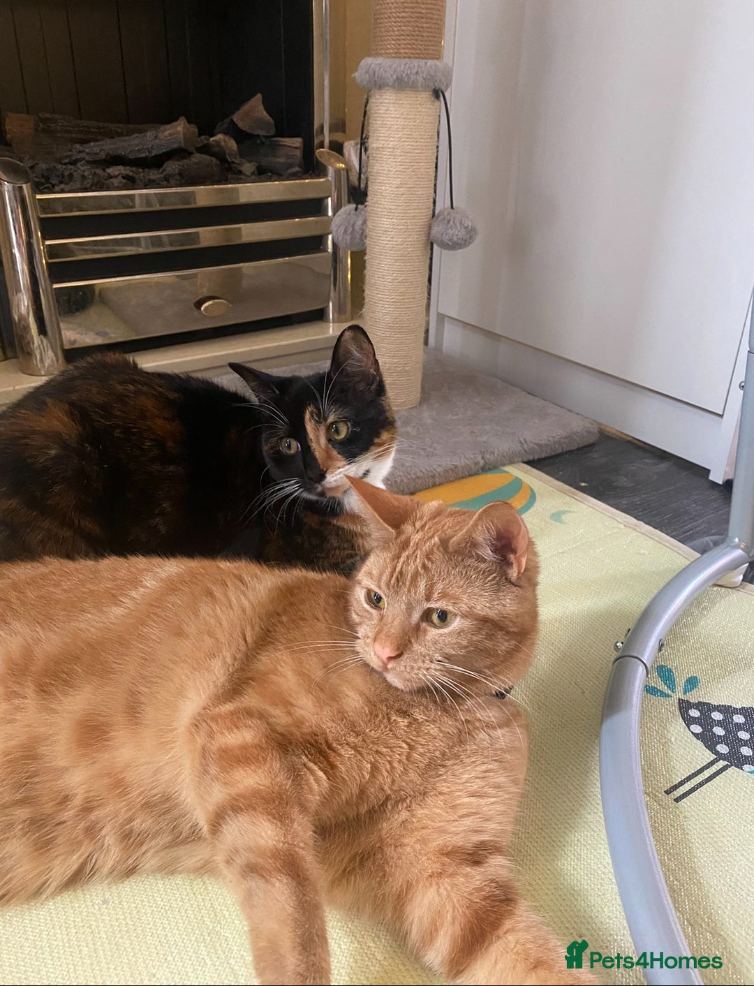 Mixed Breed cats for sale: Male and female neutered cat  - Image 8