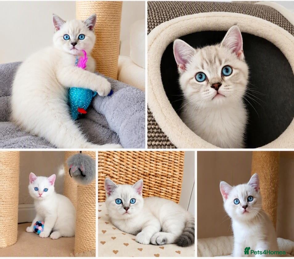 British Shorthair cats Beautiful Colourpointed Kittens - Advert 1