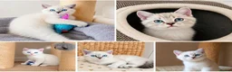 British Shorthair cats for sale: Beautiful Colourpointed Kittens - Advert 1