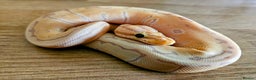 Snake reptiles for sale: FULL SET UPS X 2  - Advert 3