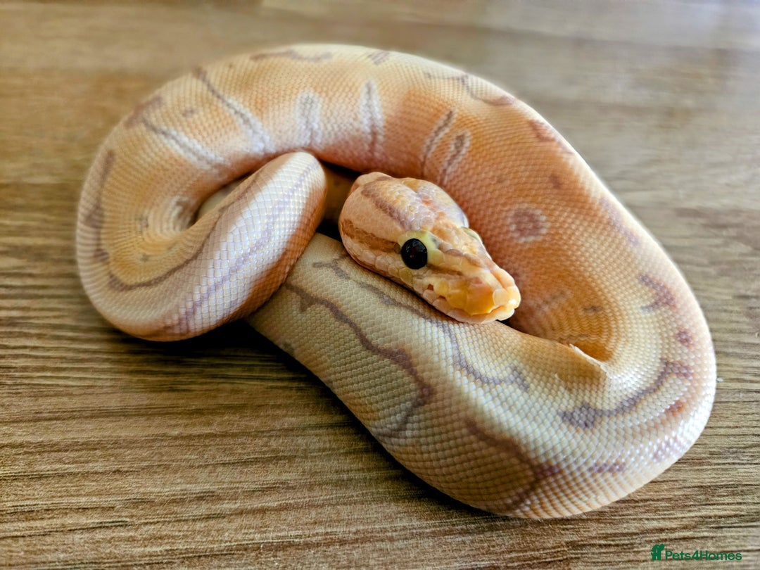 Snake reptiles for sale: FULL SET UPS X 2  - Advert 3