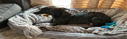 Mixed Breed dogs for sale: Stafford bull terrier cross lurcher in Chesterfield - Advert 6