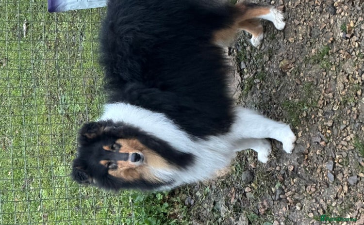 Rough Collie dogs - Advert 2