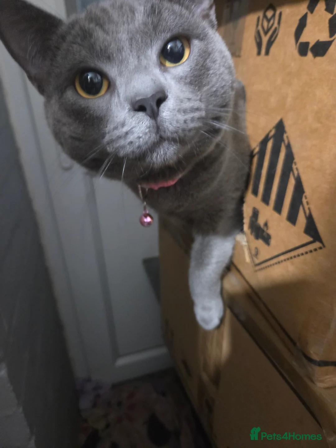 British Shorthair cats for sale: British blue not registered - Advert 4