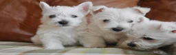 West Highland Terrier dogs for sale: Stunning West Highland Terrier Puppies - Advert 9