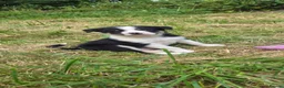 Border Collie dogs for sale: Border collie puppies  - Advert 5