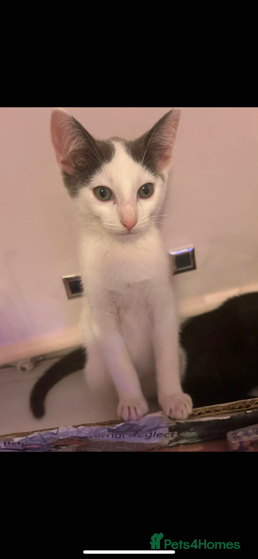 Mixed Breed cats for sale: 7 month male cat  - Advert 2