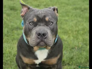 American Bully dogs Pocket bully - Advert 16