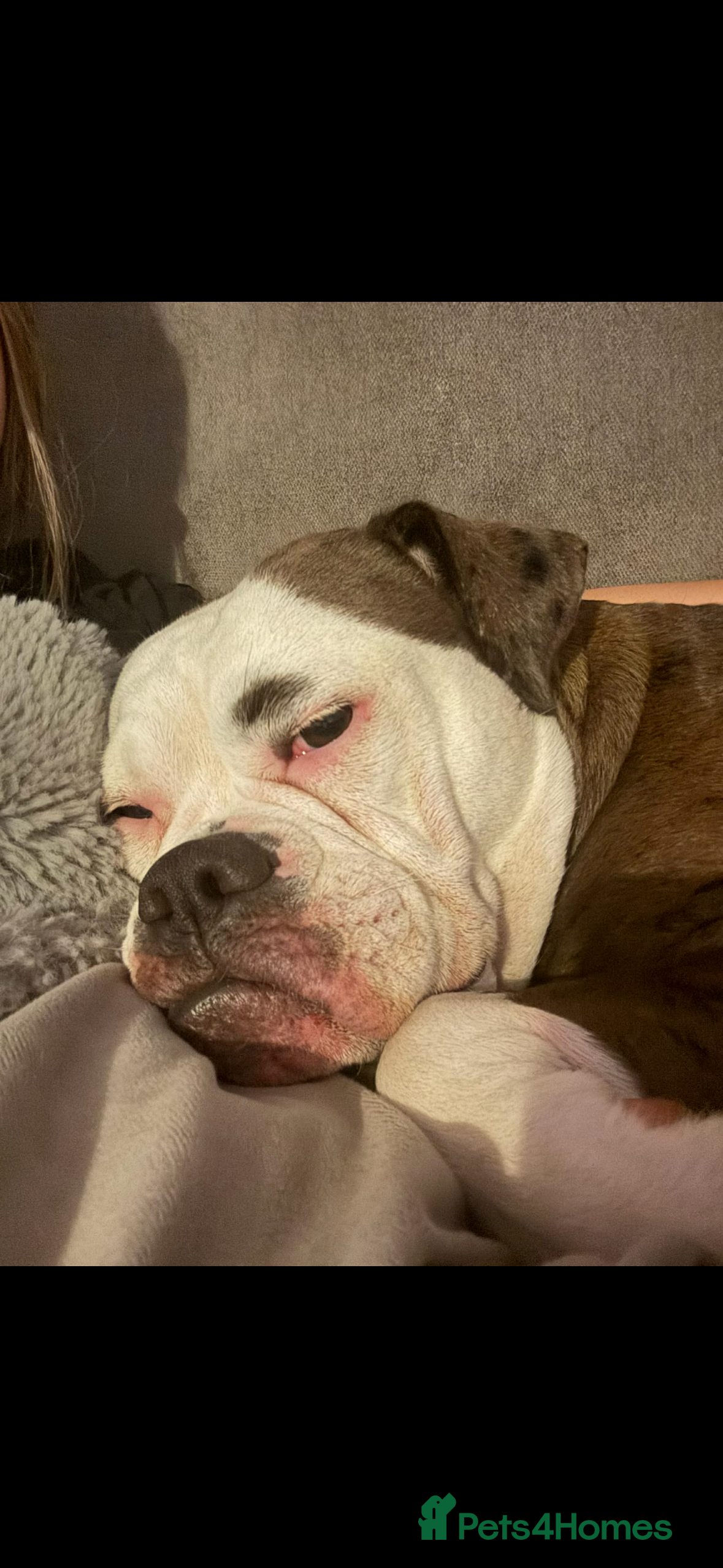 Alapaha Blue Blood Bulldog dogs Sad rehoming. NO other dogs.  - Advert 1