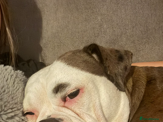 Alapaha Blue Blood Bulldog dogs Sad rehoming. NO other dogs. - Advert 1