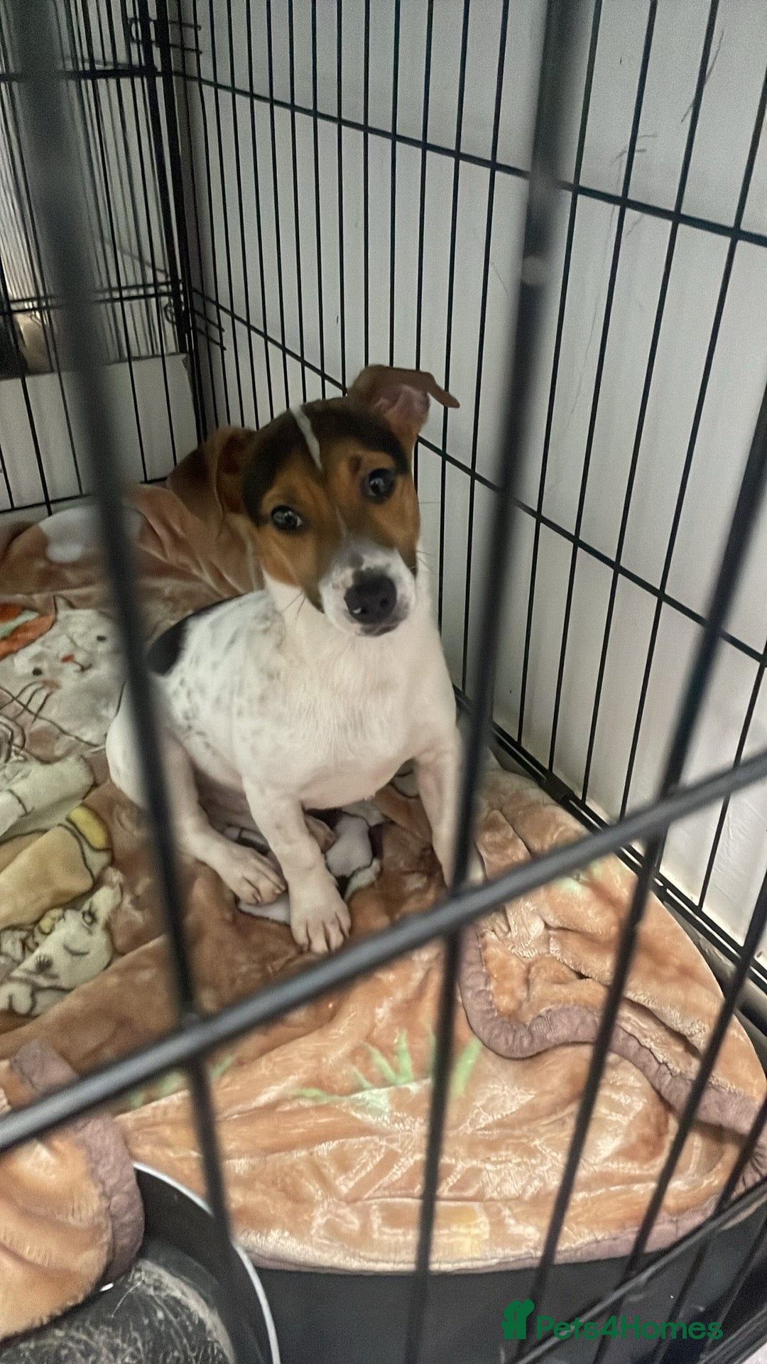 Jack Russell dogs for sale: Buddy the russell - Advert 1