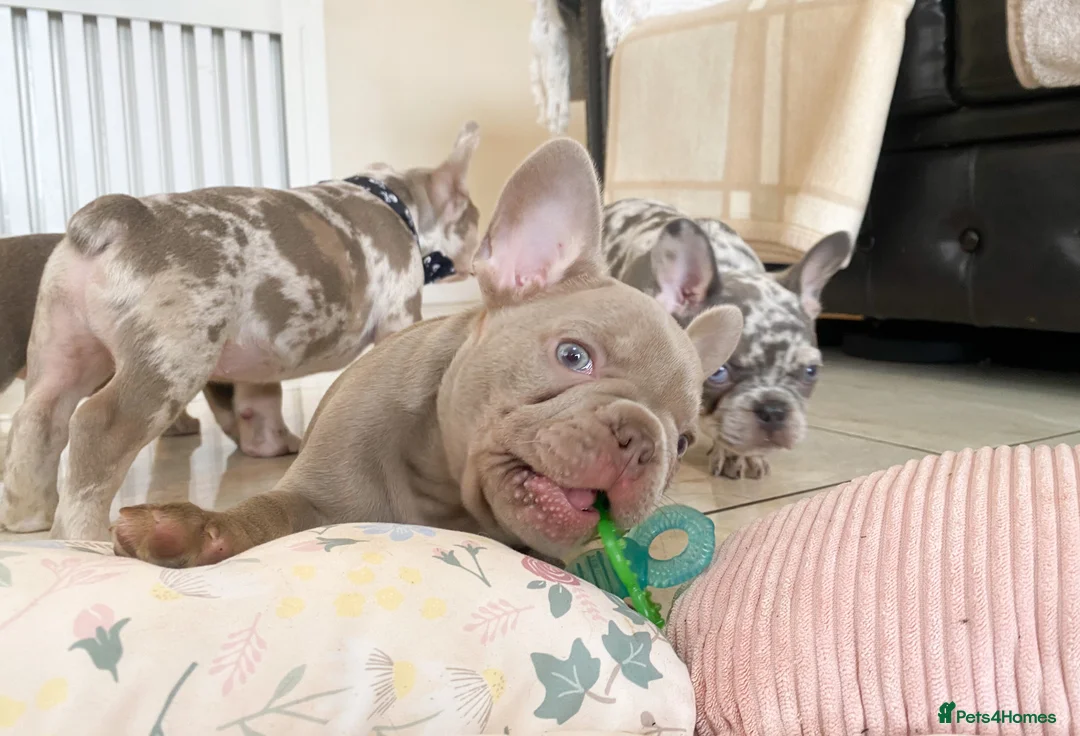 French Bulldog dogs for sale: NEWSHADE ISABELLA AND MERLE FRENCH BULLDOGS - Advert 21