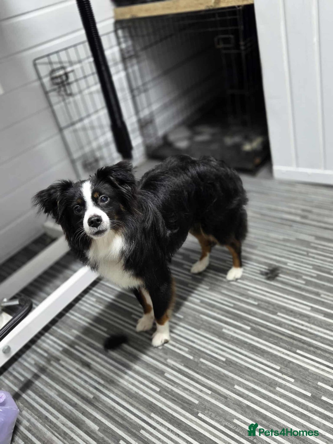 Mixed Breed dogs for sale: Rehoming mini australian shepherd  - Advert 1