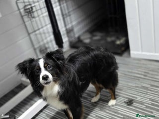 Mixed Breed dogs Rehoming mini australian shepherd - Advert 15