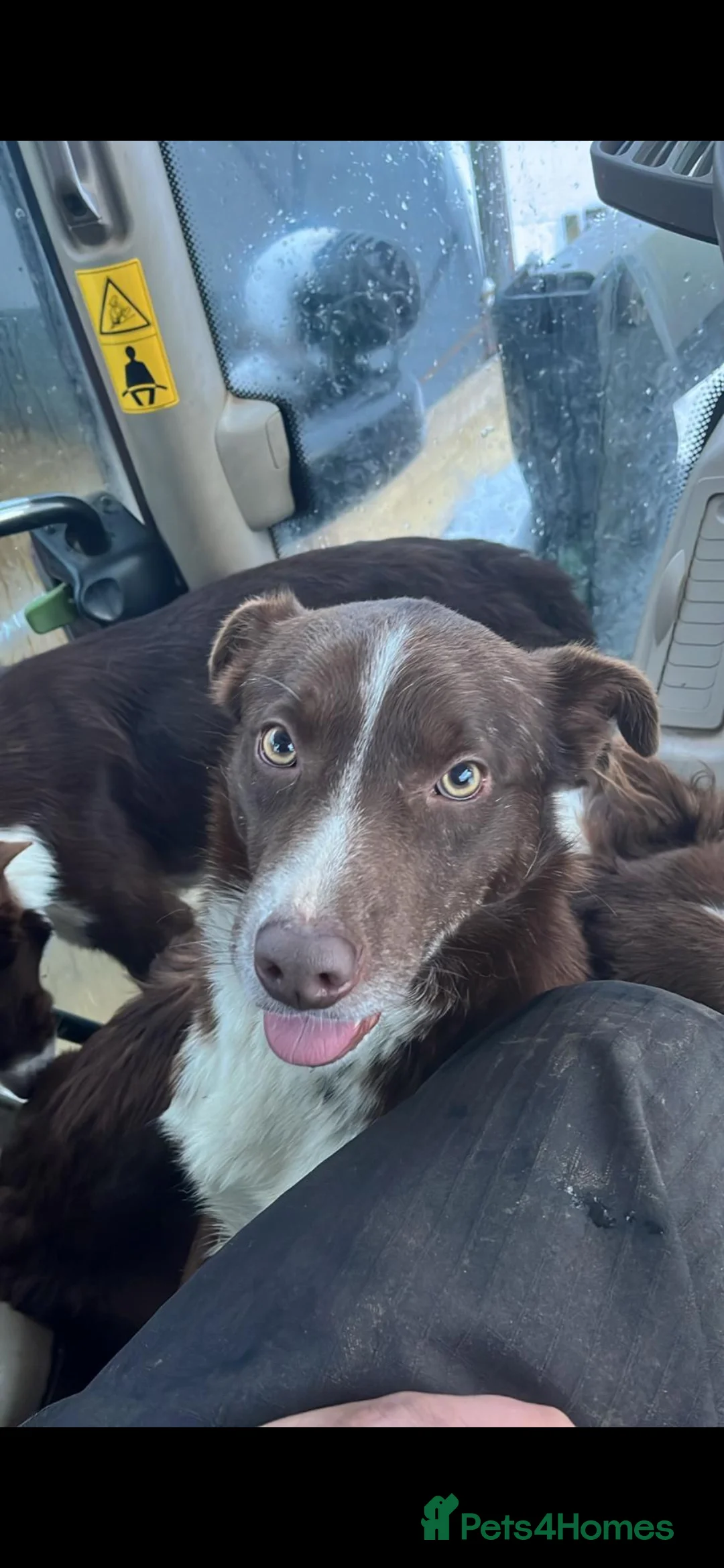 Mixed Breed dogs for sale: AUSTRALIAN CATTLE DOG X COLLIE PUPPIES - Advert 24