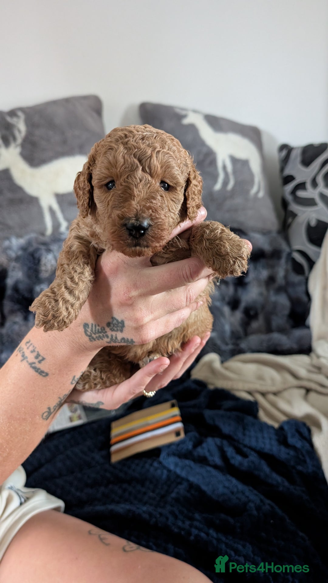 Cavapoo dogs for sale: Beautiful Cavapoo X toy poodle puppies  - Image 15