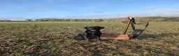 Labrador Retriever dogs for sale: 1x KC Reg Fully Health Tested Clear Active Lab Pup - Advert 4