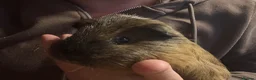 Guinea Pig rodents for sale: female Guineapigs   - Advert 8