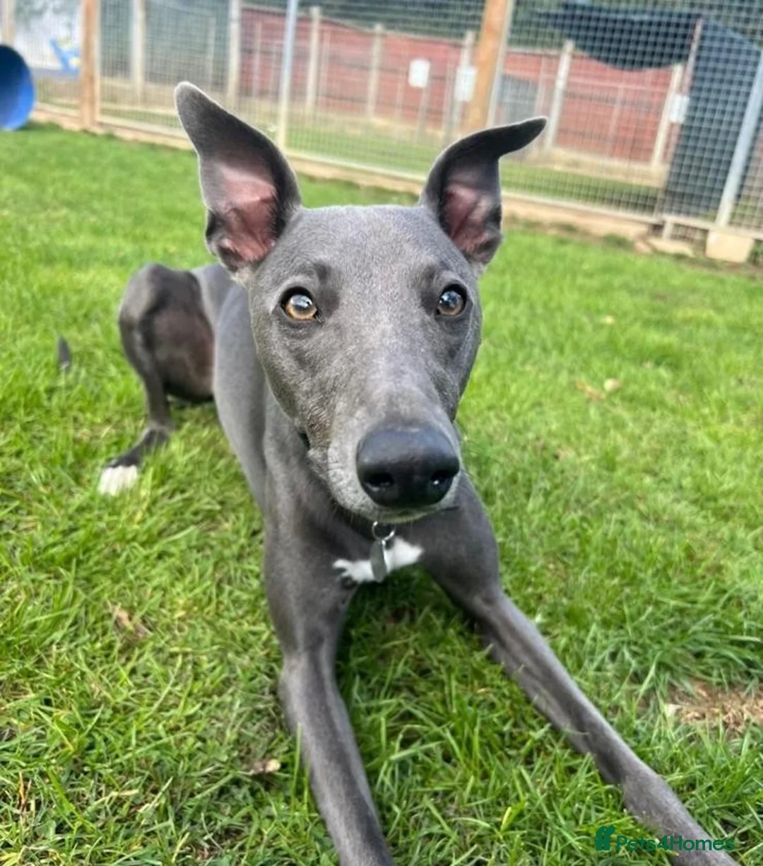 Whippet dogs for stud: KC Registered Blue Whippet for Stud - Advert 8