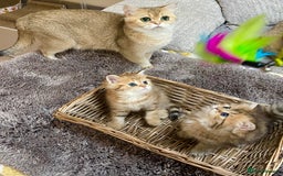 British Shorthair cats for sale: Lovely Golden BSh/BLh kittens/ 2 girls/ 💝 - Image 7