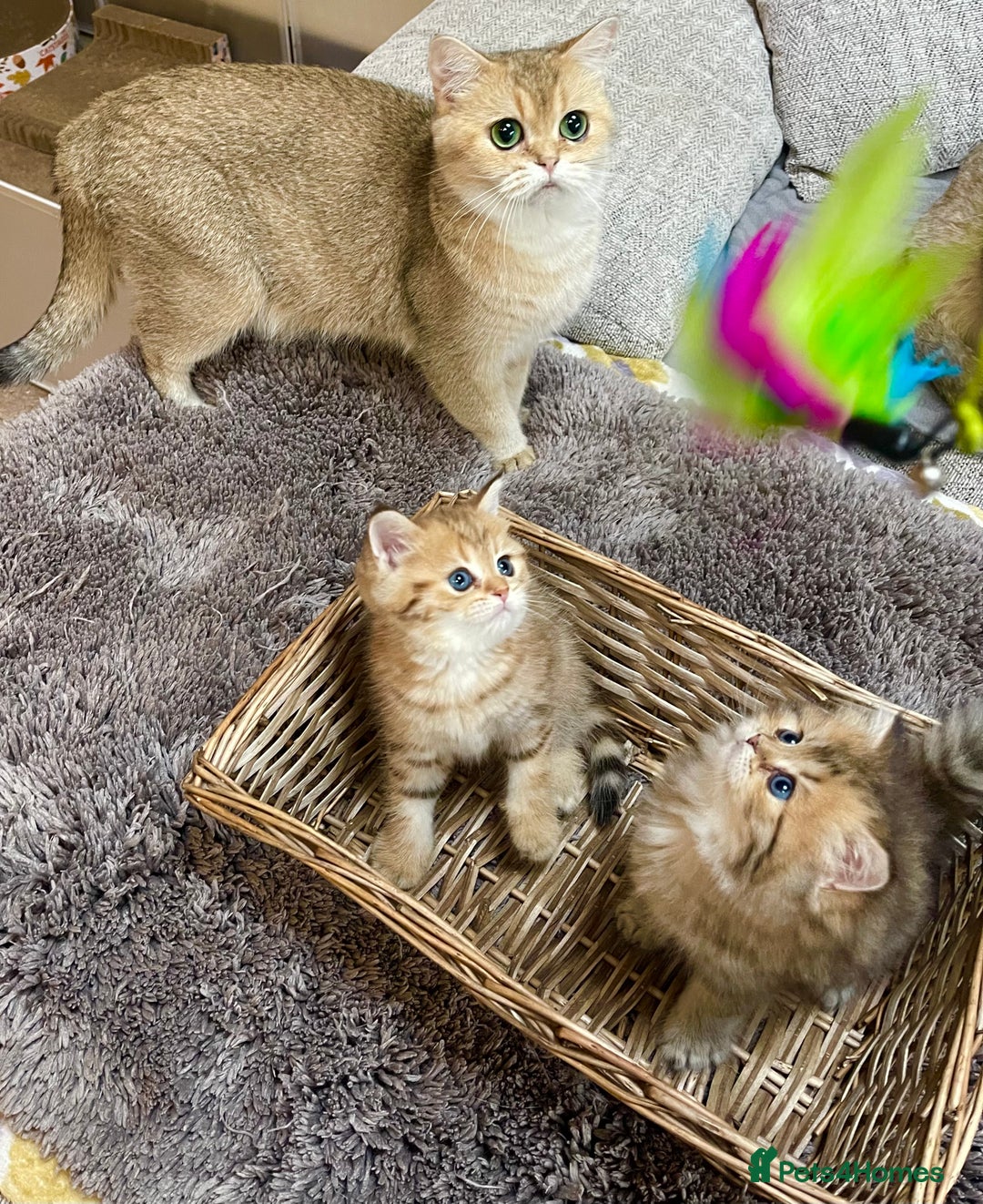 British Shorthair cats for sale: Lovely Golden BSh/BLh kittens/ 2 girls/ 💝 - Image 7