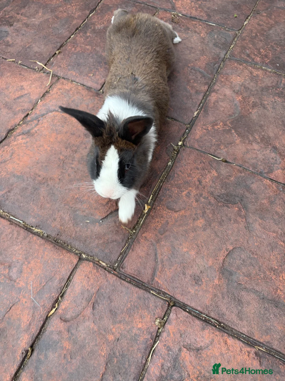 Mixed Breed rabbits for sale: White and grey rabbit - Advert 1